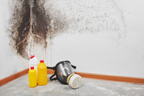 Best Home Mold Removal  in Florissant, MO