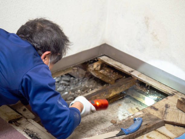 Certified Mold Removal in Florissant, MO