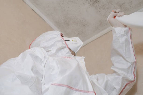 Best Affordable Mold Removal  in Florissant, MO