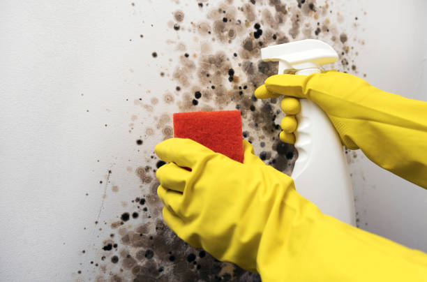 Best Mold Removal Near Me  in Florissant, MO