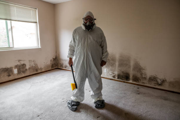 Best Attic Mold Removal  in Florissant, MO