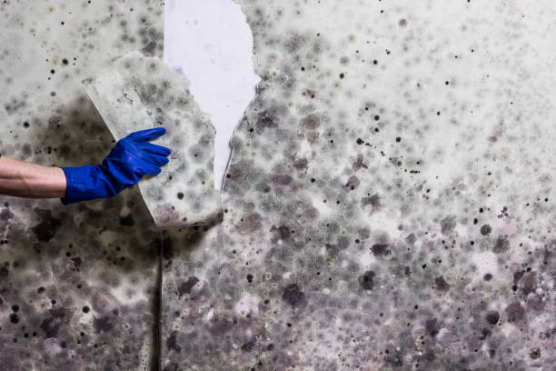 Best Residential Mold Removal  in Florissant, MO