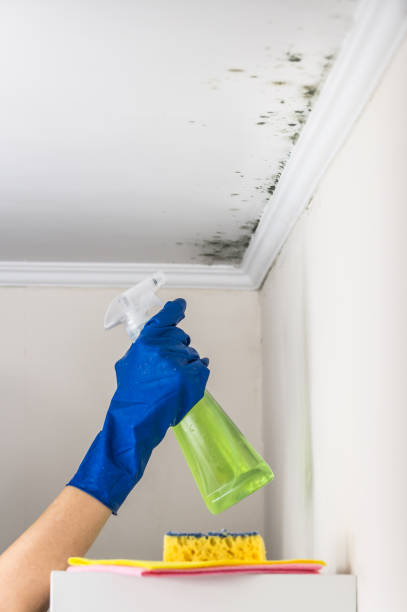 Best Mold Damage Repair  in Florissant, MO