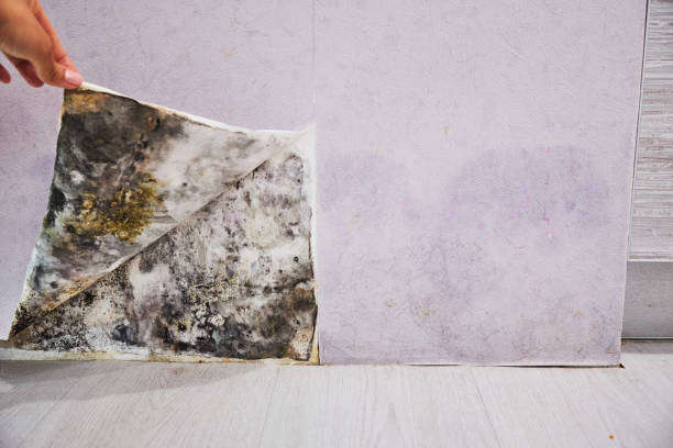 Best Professional Mold Removal  in Florissant, MO